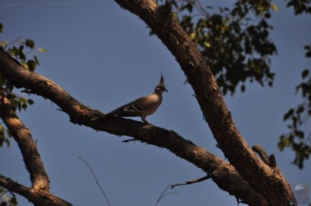 Carnarvon NP Dargonelly Campground.024 13h23m19s2020 11 22