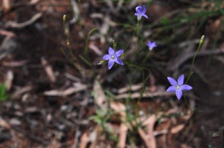 Gil Weir Miles.010 13h52m32s2020 11 15 Gil Weir Miles.010 13h52m32s2020 11 15