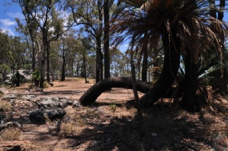 Carnarvon NPRotary Shelter Shed Camground.010 11h09m28s2020 11 22