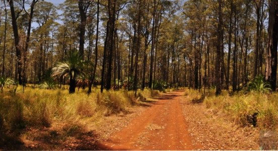 Mahogany Forest