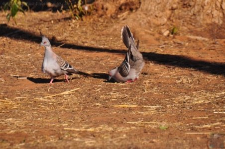 Chinchilla2020.002 16h01m03s2020 11 29 Chinchilla2020.002 16h01m03s2020 11 29