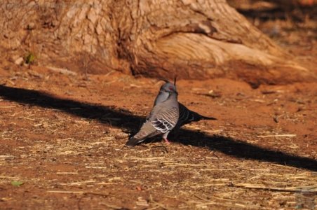 Chinchilla2020.005 16h01m24s2020 11 29 Chinchilla2020.005 16h01m24s2020 11 29