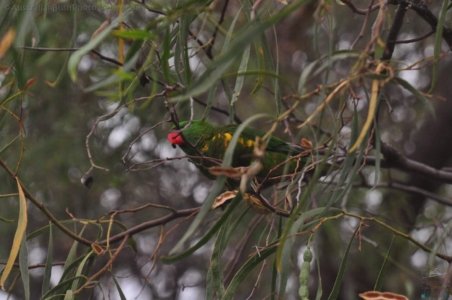 Chinchilla2020.008 07h48m43s2020 12 01 Chinchilla2020.008 07h48m43s2020 12 01