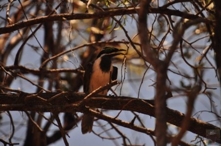 Chinchilla2020.016 11h25m24s2020 12 01 Chinchilla2020.016 11h25m24s2020 12 01