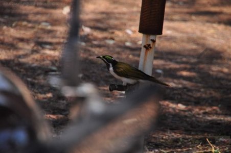 Chinchilla2020.021 11h27m57s2020 12 01 Chinchilla2020.021 11h27m57s2020 12 01