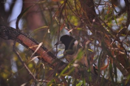 Chinchilla2020.024 13h21m51s2020 12 01 Chinchilla2020.024 13h21m51s2020 12 01