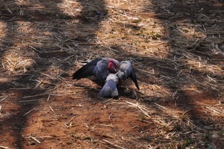 Chinchilla2020.026 07h52m47s2020 12 02 Chinchilla2020.026 07h52m47s2020 12 02