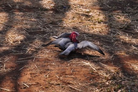 Chinchilla2020.027 07h52m49s2020 12 02 Chinchilla2020.027 07h52m49s2020 12 02