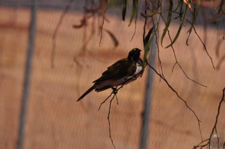 Chinchilla2020.040 09h20m17s2020 12 02 Chinchilla2020.040 09h20m17s2020 12 02