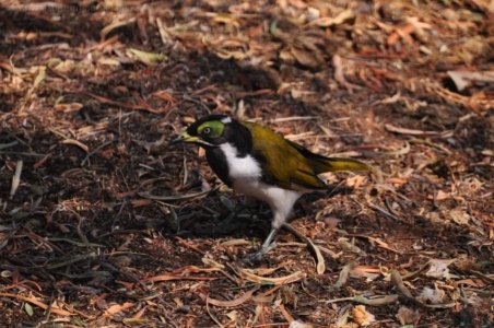 Chinchilla2020.044 09h21m12s2020 12 02 Chinchilla2020.044 09h21m12s2020 12 02