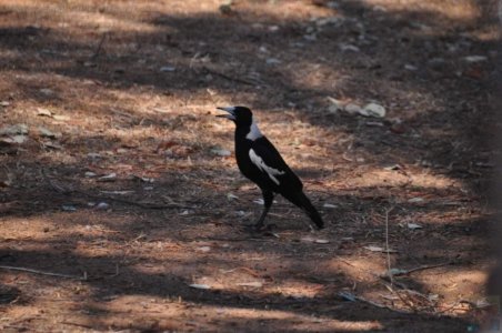 Chinchilla2020.046 09h22m11s2020 12 02 Chinchilla2020.046 09h22m11s2020 12 02