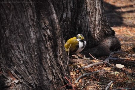 Chinchilla2020.047 10h15m02s2020 12 02 Chinchilla2020.047 10h15m02s2020 12 02