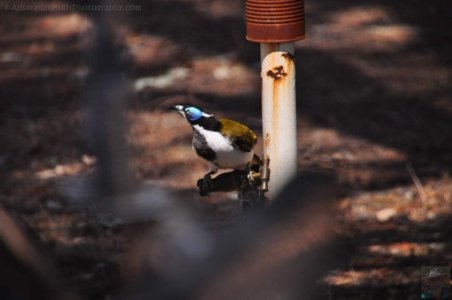 Chinchilla2020.048 10h15m44s2020 12 02 Chinchilla2020.048 10h15m44s2020 12 02