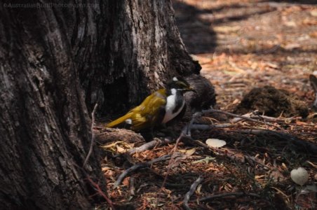 Chinchilla2020.049 10h16m07s2020 12 02 Chinchilla2020.049 10h16m07s2020 12 02