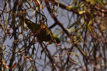 Chinchilla2020.050 10h48m18s2020 12 03 Chinchilla2020.050 10h48m18s2020 12 03