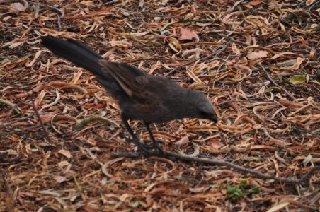 Chinchilla2020.060 11h09m25s2020 12 04 Chinchilla2020.060 11h09m25s2020 12 04