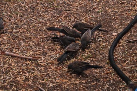 Chinchilla2020.061 11h09m32s2020 12 04 Chinchilla2020.061 11h09m32s2020 12 04