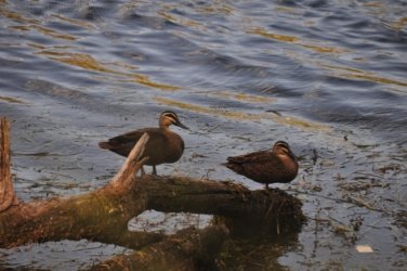 Allawah Scout Camp 005 DSC 0437 Allawah Scout Camp 005 DSC 0437