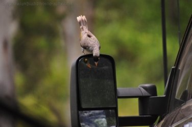 Allawah Scout Camp 012 DSC 0444 Allawah Scout Camp 012 DSC 0444