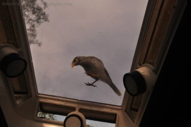 Allawah Scout Camp 016 DSC 0446 Allawah Scout Camp 016 DSC 0446