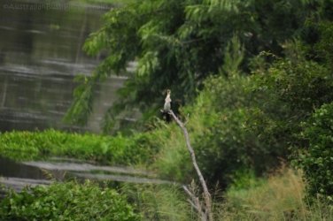 Allawah Scout Camp 020 DSC 0450 Allawah Scout Camp 020 DSC 0450