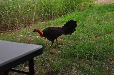 Allawah Scout Camp 024 DSC 0455 Allawah Scout Camp 024 DSC 0455