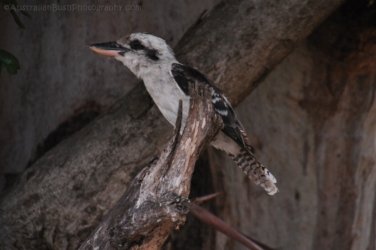 Allawah Scout Camp 034 DSC 0465 Allawah Scout Camp 034 DSC 0465