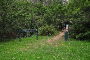 Araucaria Curcuit Jimna State Forest 001 DSC 0311 2 Araucaria Curcuit Jimna State Forest 001 DSC 0311 2