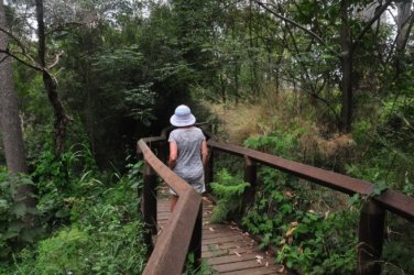 Araucaria Curcuit Jimna State Forest 002 DSC 0312 Araucaria Curcuit Jimna State Forest 002 DSC 0312