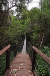 Araucaria Curcuit Jimna State Forest 003 DSC 0313 1 Araucaria Curcuit Jimna State Forest 003 DSC 0313 1
