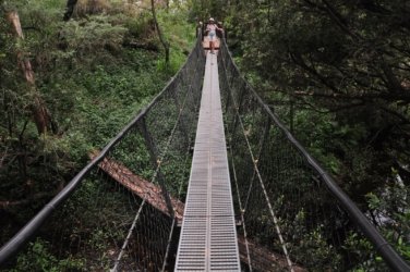 Araucaria Curcuit Jimna State Forest 004 DSC 0314 1 Araucaria Curcuit Jimna State Forest 004 DSC 0314 1