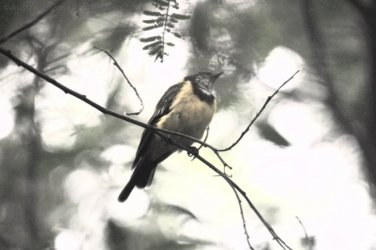 Araucaria Curcuit Jimna State Forest 005 DSC 0315 Araucaria Curcuit Jimna State Forest 005 DSC 0315