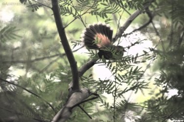 Araucaria Curcuit Jimna State Forest 008 DSC 0318 1 Araucaria Curcuit Jimna State Forest 008 DSC 0318 1