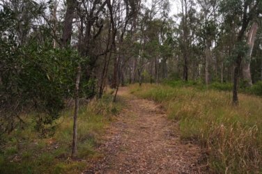 Araucaria Curcuit Jimna State Forest 012 DSC 0322 1 Araucaria Curcuit Jimna State Forest 012 DSC 0322 1