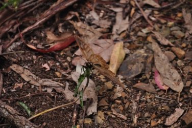 Araucaria Curcuit Jimna State Forest 019 DSC 0329 Araucaria Curcuit Jimna State Forest 019 DSC 0329