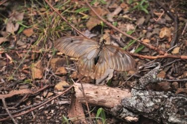 Araucaria Curcuit Jimna State Forest 022 DSC 0332 Araucaria Curcuit Jimna State Forest 022 DSC 0332