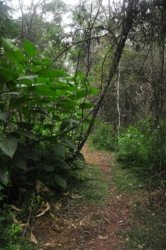 Araucaria Curcuit Jimna State Forest 029 DSC 0339 Araucaria Curcuit Jimna State Forest 029 DSC 0339