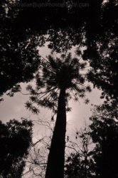 Araucaria Curcuit Jimna State Forest 030 DSC 0340 Araucaria Curcuit Jimna State Forest 030 DSC 0340