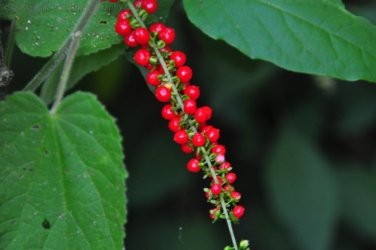 Araucaria Curcuit Jimna State Forest 031 DSC 0341 Araucaria Curcuit Jimna State Forest 031 DSC 0341
