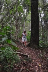 Araucaria Curcuit Jimna State Forest 034 DSC 0344 Araucaria Curcuit Jimna State Forest 034 DSC 0344