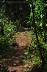 Araucaria Curcuit Jimna State Forest 037 DSC 0347 Araucaria Curcuit Jimna State Forest 037 DSC 0347