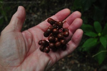 Araucaria Curcuit Jimna State Forest 038 DSC 0348 Araucaria Curcuit Jimna State Forest 038 DSC 0348