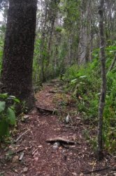 Araucaria Curcuit Jimna State Forest 039 DSC 0349 Araucaria Curcuit Jimna State Forest 039 DSC 0349