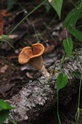 Araucaria Curcuit Jimna State Forest 044 DSC 0354 Araucaria Curcuit Jimna State Forest 044 DSC 0354