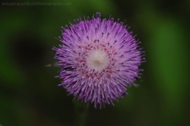 Araucaria Curcuit Jimna State Forest 046 DSC 0356 Araucaria Curcuit Jimna State Forest 046 DSC 0356