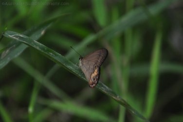 Araucaria Curcuit Jimna State Forest 049 DSC 0359 Araucaria Curcuit Jimna State Forest 049 DSC 0359