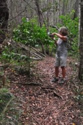 Araucaria Curcuit Jimna State Forest 053 DSC 0363 Araucaria Curcuit Jimna State Forest 053 DSC 0363