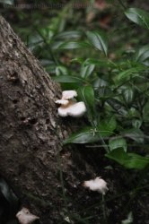 Araucaria Curcuit Jimna State Forest 055 DSC 0365 Araucaria Curcuit Jimna State Forest 055 DSC 0365