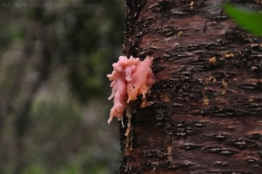 Araucaria Curcuit Jimna State Forest 057 DSC 0367 Araucaria Curcuit Jimna State Forest 057 DSC 0367