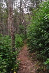 Araucaria Curcuit Jimna State Forest 058 DSC 0368 Araucaria Curcuit Jimna State Forest 058 DSC 0368